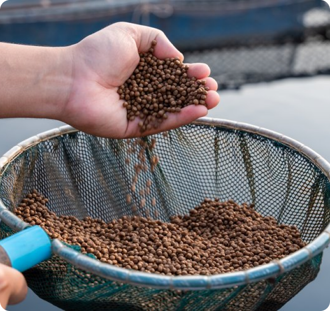Import service seafood logistics